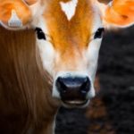 Die gesundheitlichen Vorteile von Biofleisch