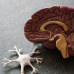 Epidurale und subdurale Hämatome: Gefährliche Blutgerinnsel im Gehirn