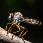 Zika-Virus und ältere Erwachsene